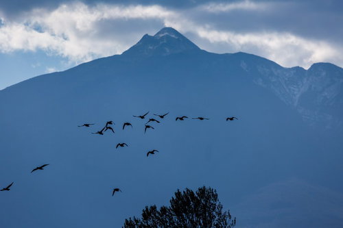 岩木山の上空を飛び立つ鴨の群れが編隊を組んで飛行する様子