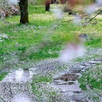 桜の散った後、水が流れる春の里山の小川風景の写真