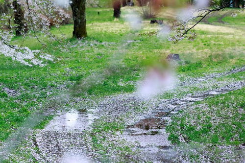 桜の散った後、水が流れる春の里山の小川風景