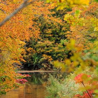 秋の沼を彩る紅葉と黄葉、水面に映る樹木の季節の移ろいの写真