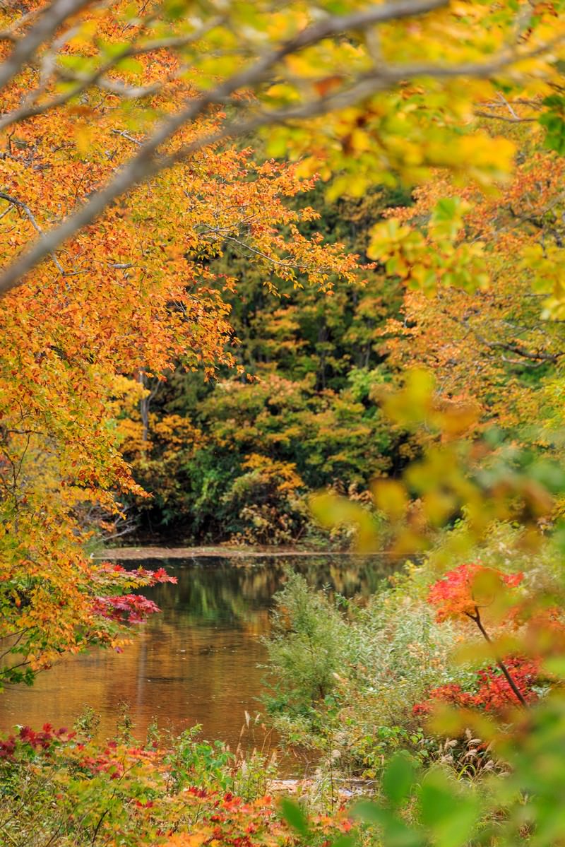 秋の沼の畔で、紅く色づいたもみじと黄葉の樹木が水面に映る風景