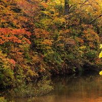紅葉と黄葉する木々が映る沼の秋風景の写真