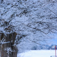 樹氷に包まれた雪桜、厳しい冬の寒冷地で形成された自然の造形美の写真