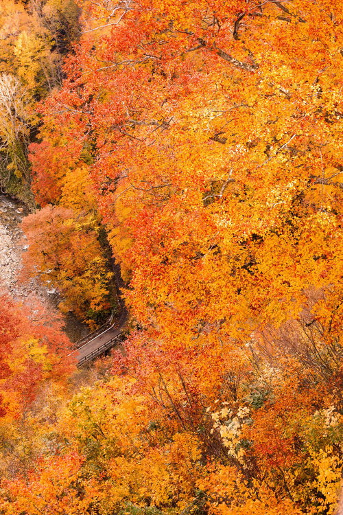 八甲田の紅葉と渓谷の小橋
