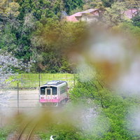 山里を走るピンク色の由利高原鉄道の列車と新緑の写真