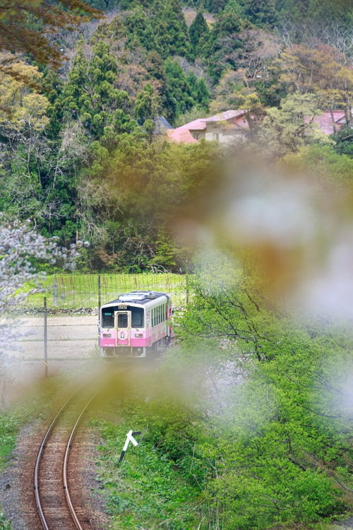 山里を走るピンク色の由利高原鉄道の列車と新緑