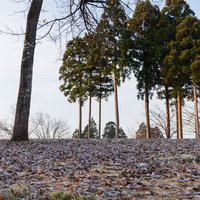 落ち葉が積もる地面と冬の雑木林の風景の写真