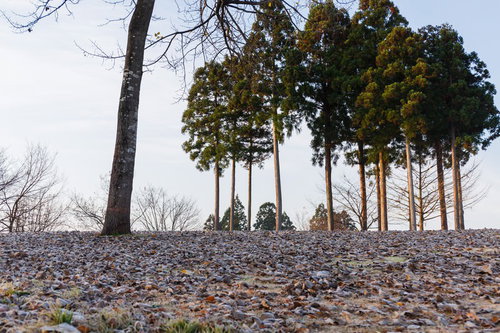 落ち葉が積もる地面と冬の雑木林の風景