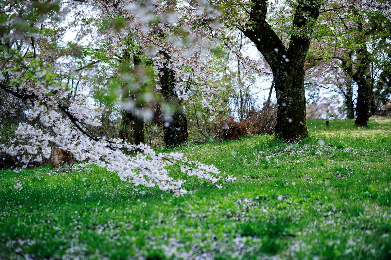 桜の花びらが散る緑の芝生と古い樹木が立つ公園の春景色