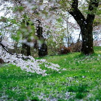 桜が散る芝生と古木 春の公園の満開から散りかけの風景の写真