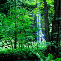 奥入瀬渓流の上流を流れる川と原生林に囲まれた渓流風景の写真