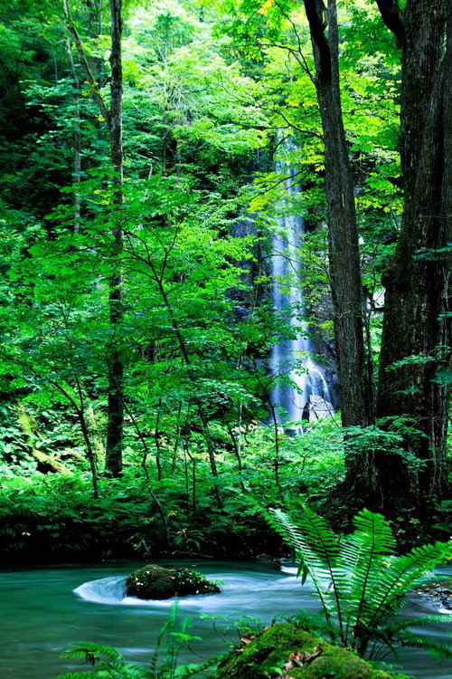 奥入瀬渓流の上流を流れる川と原生林に囲まれた渓流風景