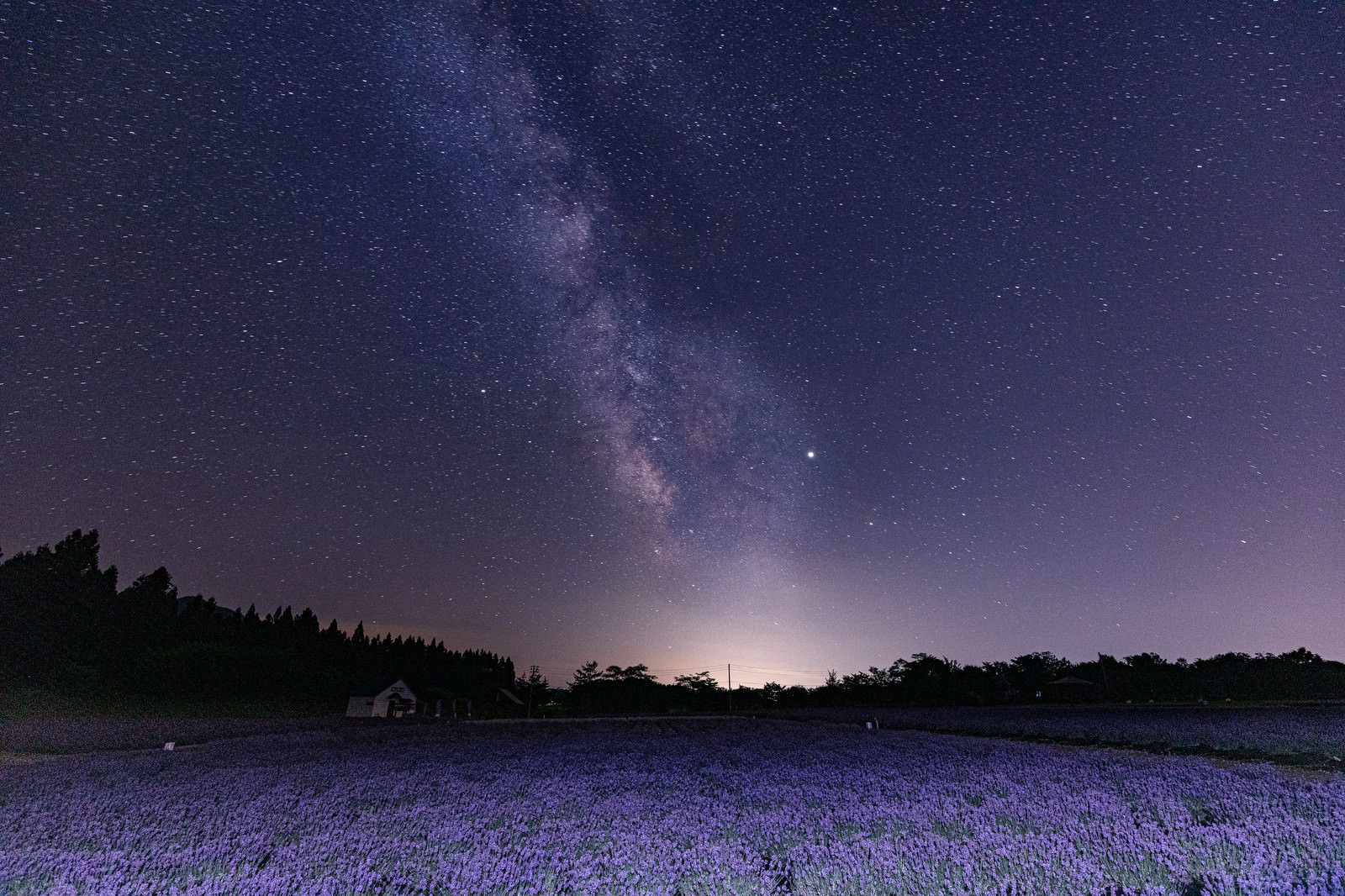紫のラベンダー畑の上に天の川が輝く夜空の風景