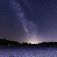 ラベンダー畑の上に輝く天の川と星空、銀河の夜景の写真