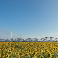 向日葵畑から見る工場の煙突と鉄道橋の写真