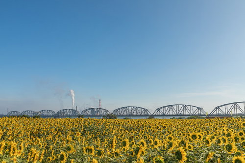 向日葵畑から見る工場の煙突と鉄道橋