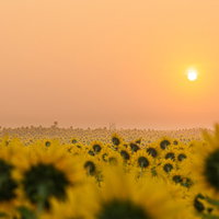 朝霧に浮かぶ朝日と山元町のひまわり畑の夏景色の写真