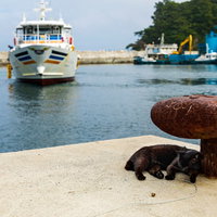錆びた係船柱と港でくつろぐ野良猫の日常風景の写真