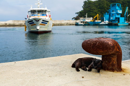 錆びた係船柱と港でくつろぐ野良猫の日常風景