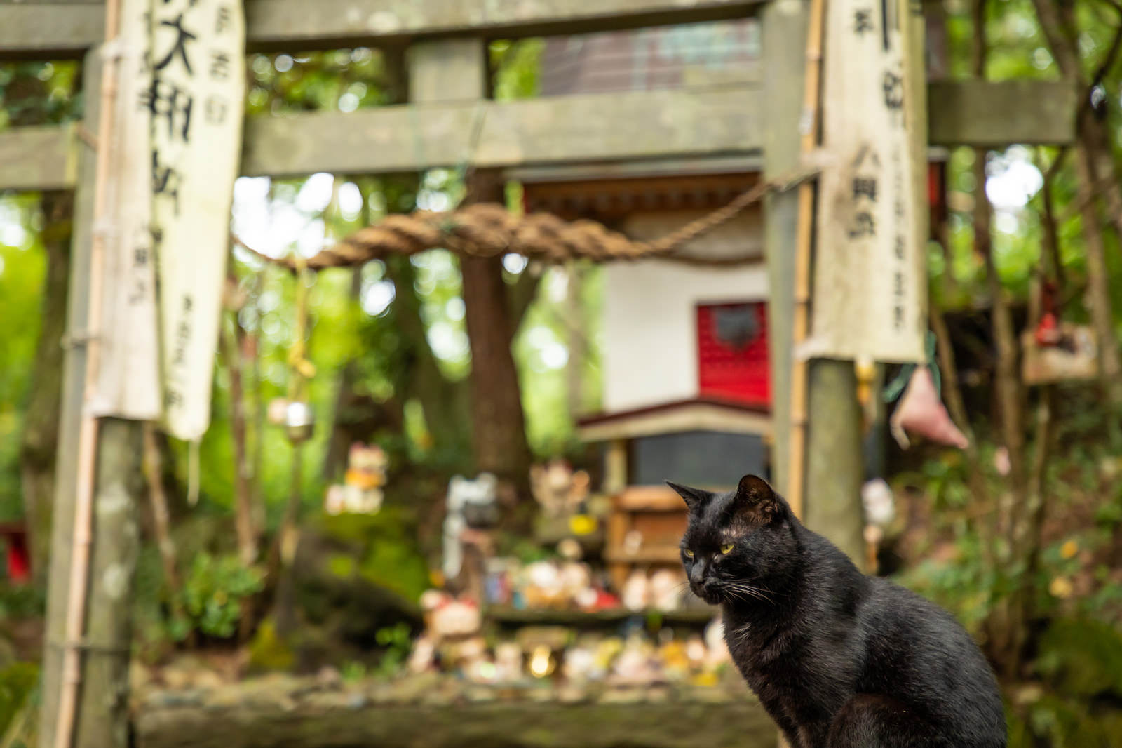 田代島の猫神社境内で鳥居の前に座る黒猫