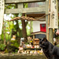 田代島の猫神社と鳥居の前に佇む黒猫の静寂の写真