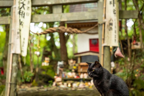 田代島の猫神社と鳥居の前に佇む黒猫の静寂