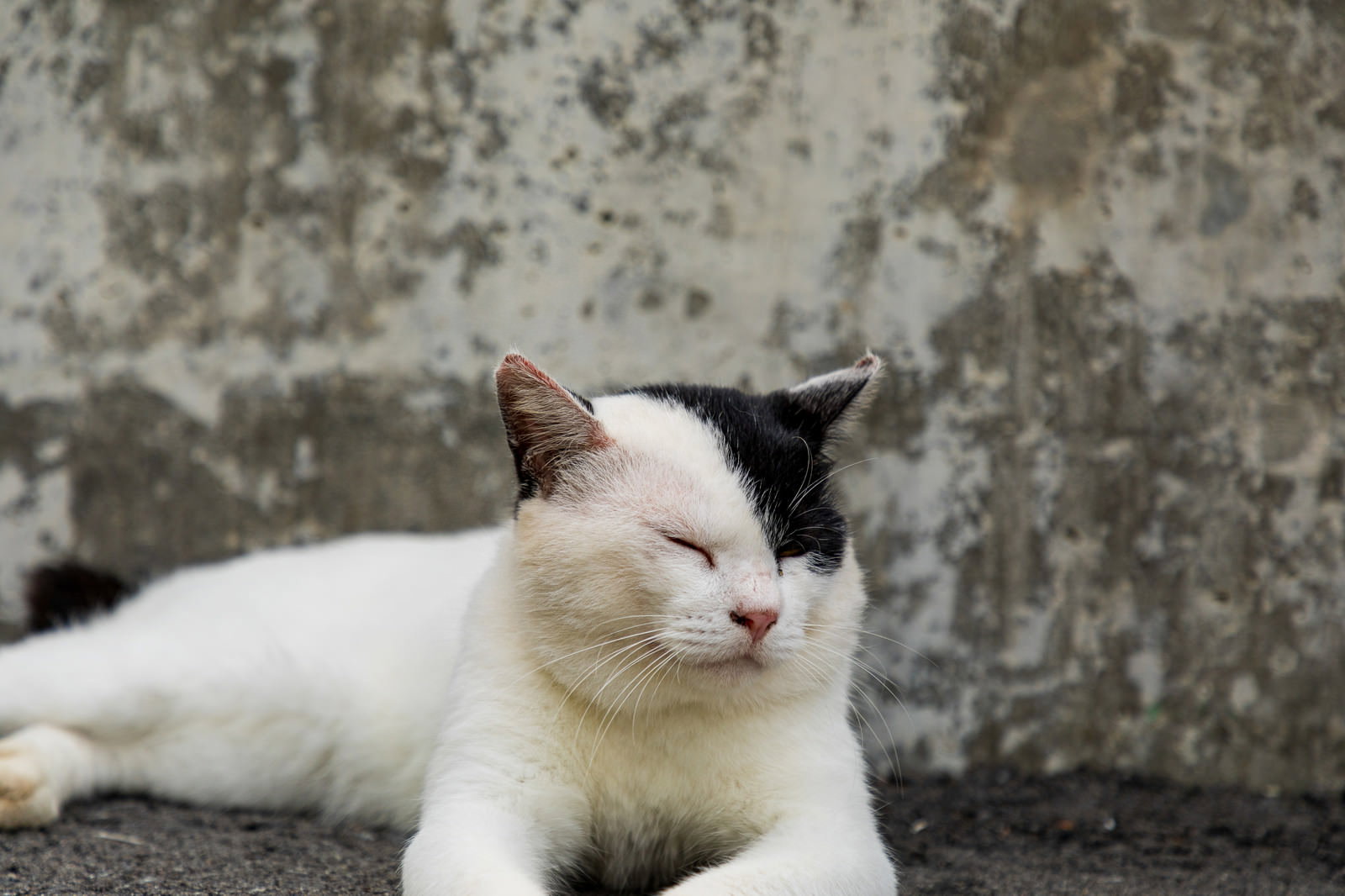 石垣の前でうとうとしている白い猫