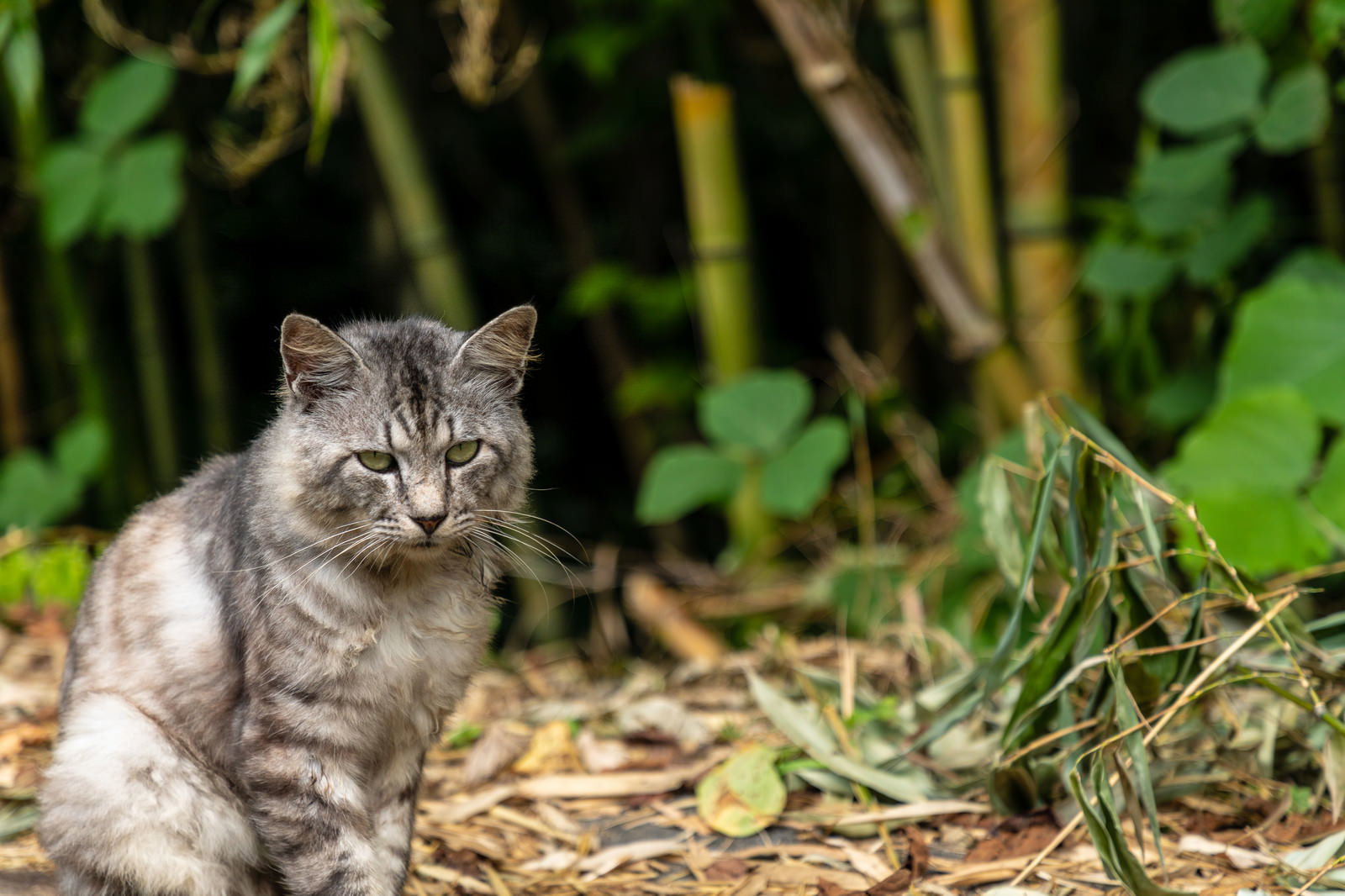 竹藪の中でお座りしているグレーと白の毛色の野良猫