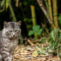 竹やぶにいるグレーと白の野良猫がお座りする姿の写真