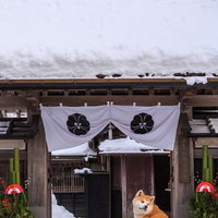 角館武家屋敷の正月飾り前でお座りする秋田犬の写真
