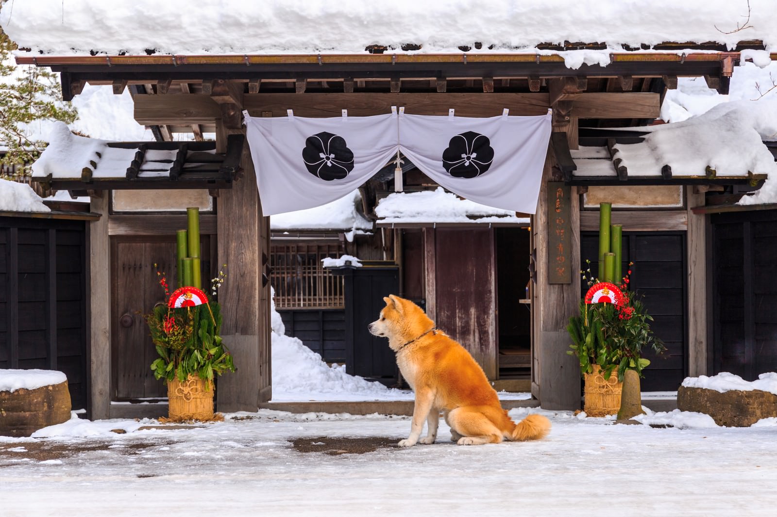 雪の積もった角館武家屋敷の前でお座りをして待つ茶色の秋田犬