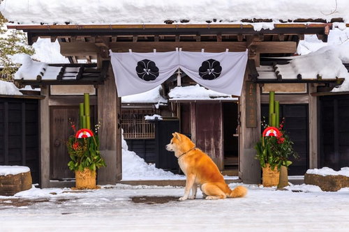 雪の中、ご主人の帰りを待つ角館武家屋敷前の秋田犬