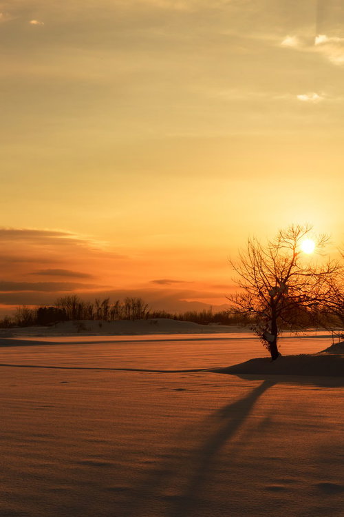 桜型アイシングクッキーの俯瞰