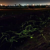 郊外の小川で緑色に発光するホタルが舞う夏の夜景の写真