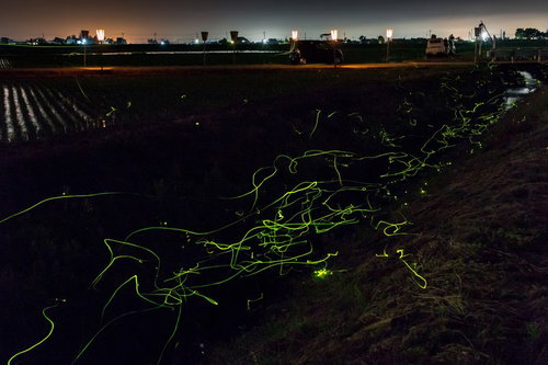 郊外の小川で緑色に発光するホタルが舞う夏の夜景