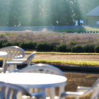 光が差し込むラベンダー畑のガーデンテーブルと椅子の写真