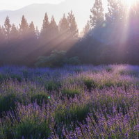 紫のラベンダー園の朝景・逆光で透き通る花畑の写真