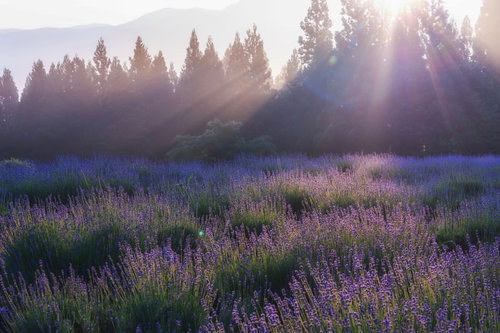 紫のラベンダー園の朝景・逆光で透き通る花畑