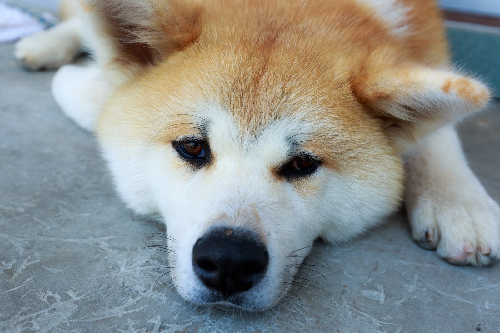 朽ちたコンクリート廃墟とアーチ状の外壁