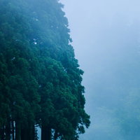 霧と靄に包まれた森の大木の写真