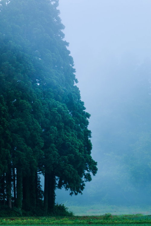 霧と靄に包まれた森の大木