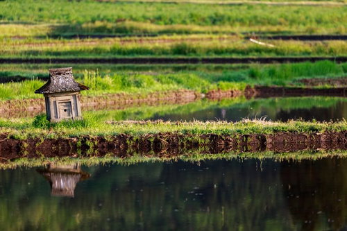 田んぼの畔に建つ小さなほこら