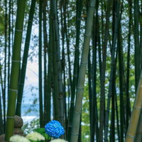 竹林の中に咲く青い紫陽花の写真