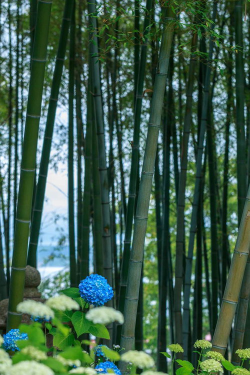 竹林の中に咲く青い紫陽花