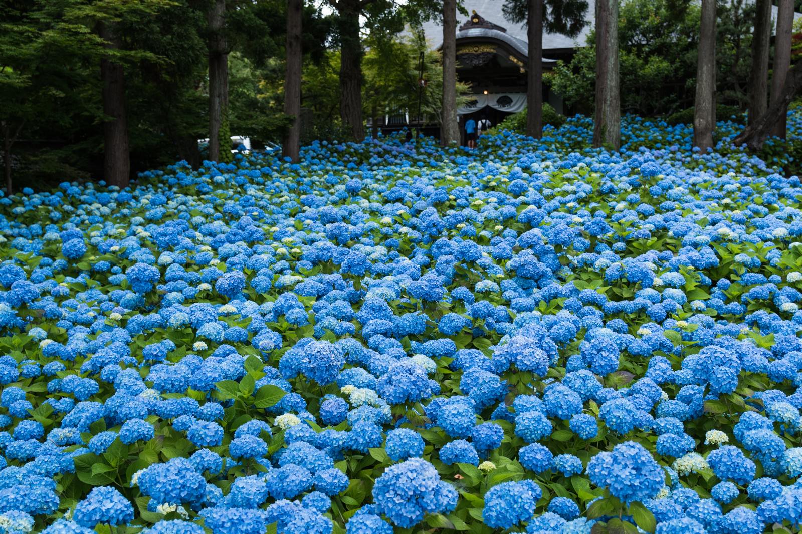 青い紫陽花が一面に咲き誇る庭園の風景