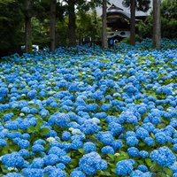 青い紫陽花が広がる庭園の初夏風景の写真