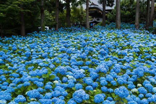 青い紫陽花が広がる庭園の初夏風景
