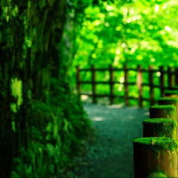苔の森ロードの木漏れ日が差し込む小径を歩く自然散策路の写真