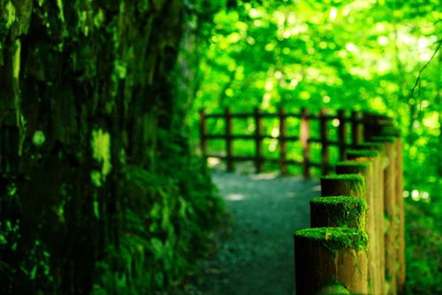 苔の森ロードの木漏れ日が差し込む小径を歩く自然散策路