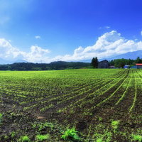 青空と山々を背景にした高原の苗畑の写真